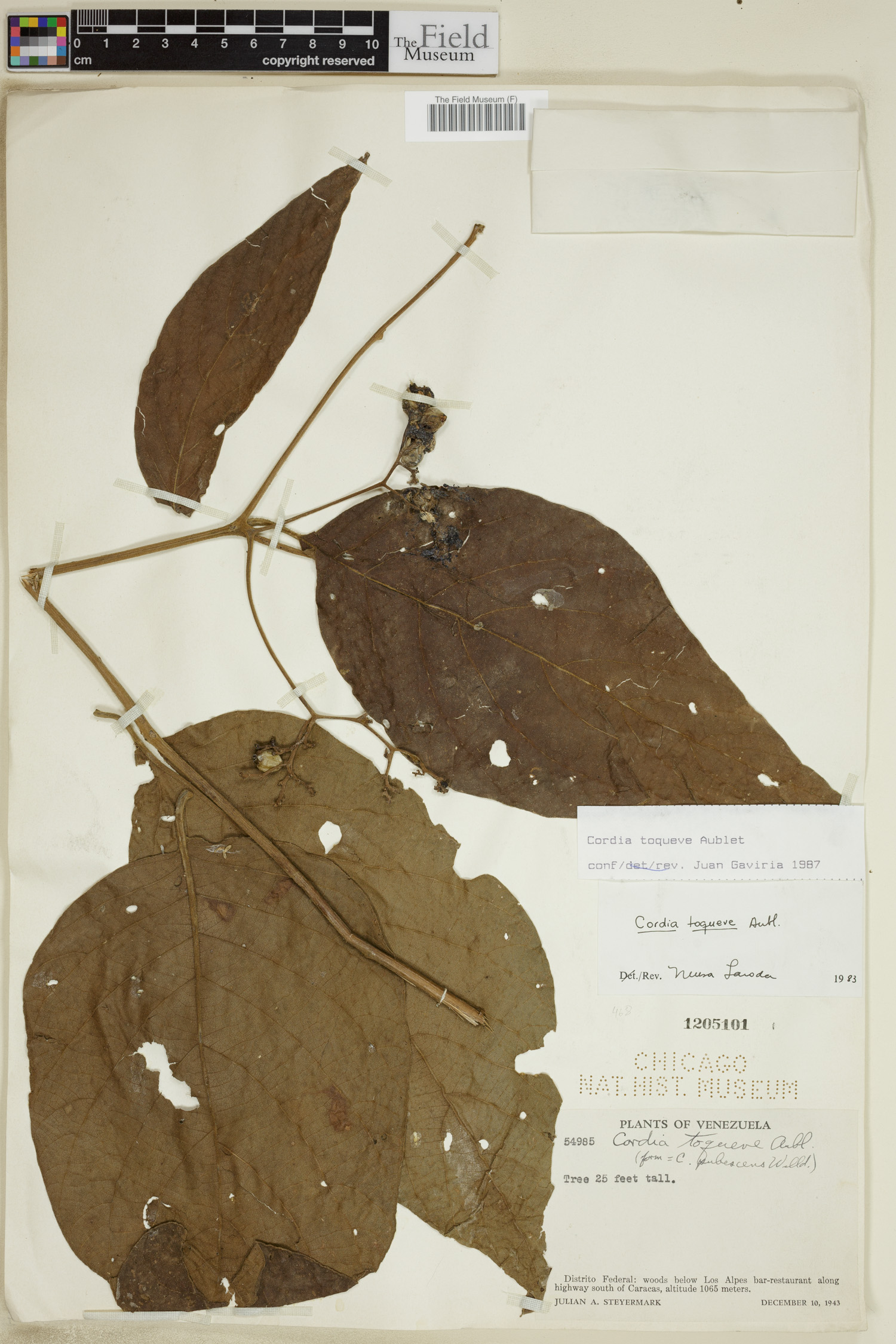 Cordia toqueve image