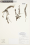Lithospermum peruvianum image