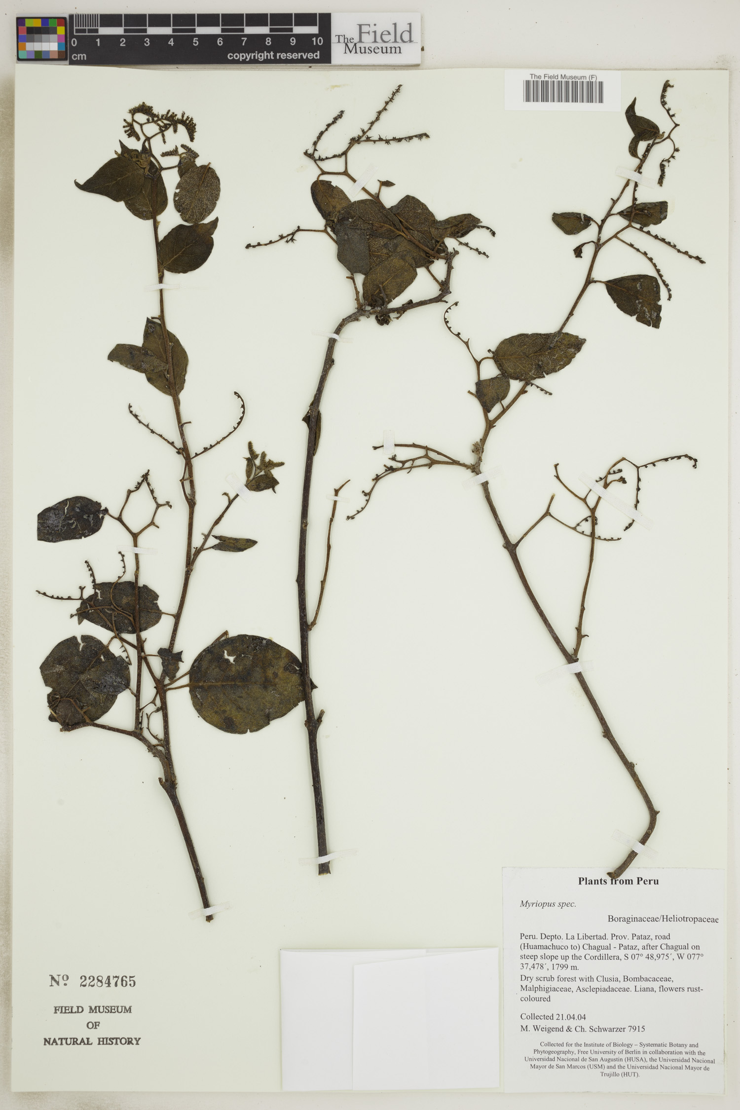 Myriopus image