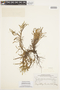 Plagiobothrys humilis image