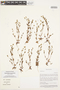 Plagiobothrys myosotoides image