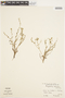 Plagiobothrys procumbens image