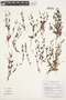 Plagiobothrys myosotoides image