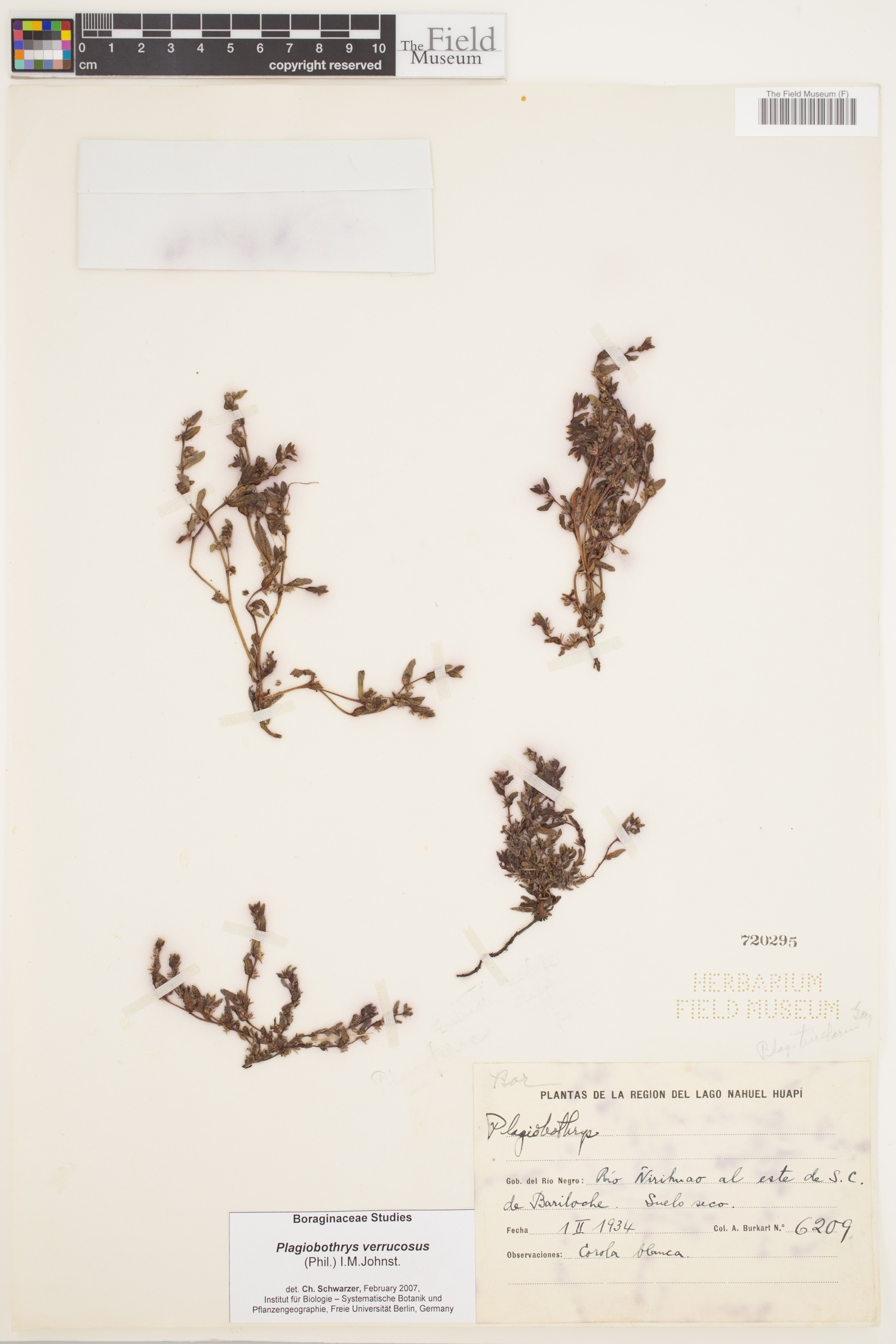 Plagiobothrys verrucosus image