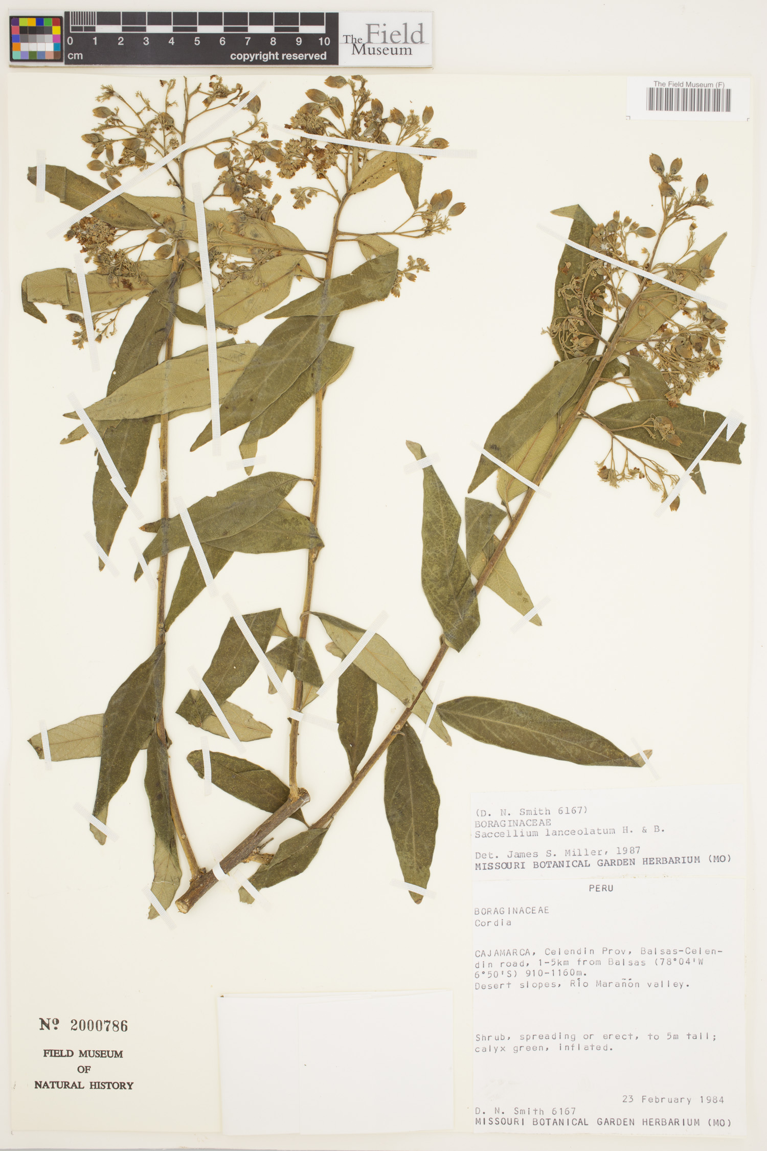 Saccellium lanceolatum image