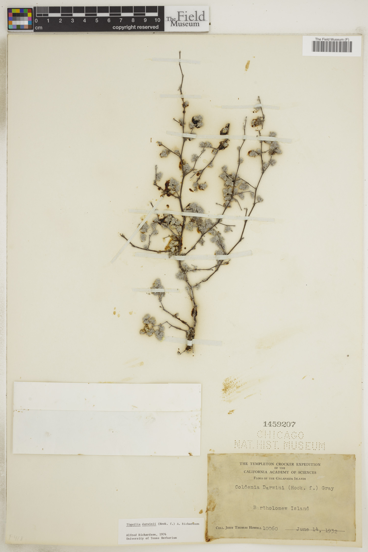 Tiquilia darwinii image