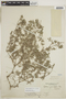 Tiquilia grandiflora image