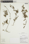 Tiquilia paronychioides image