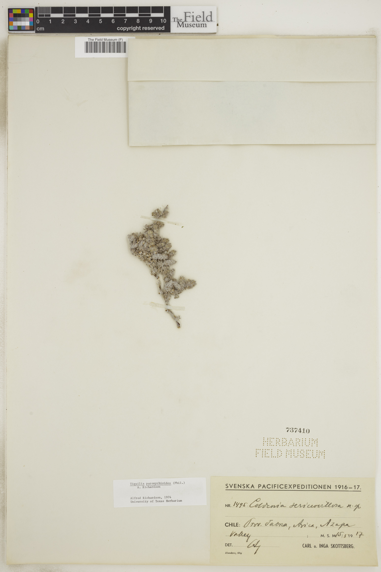 Tiquilia paronychioides image