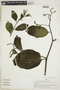 Tournefortia angustiflora image