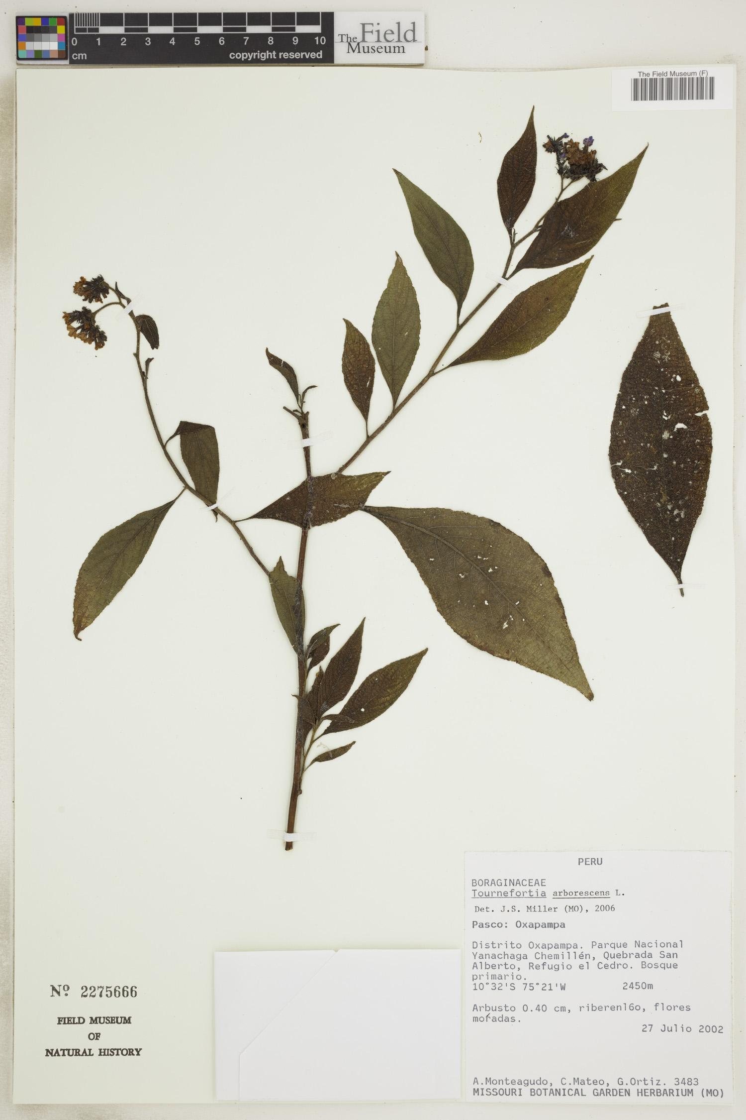 Tournefortia arborescens image