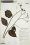 Tournefortia angustiflora image