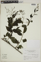 Tournefortia breviflora image