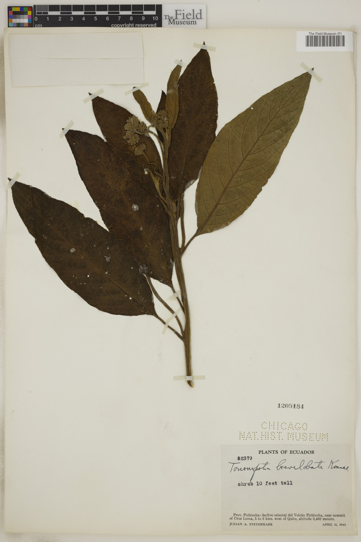 Tournefortia brevilobata image