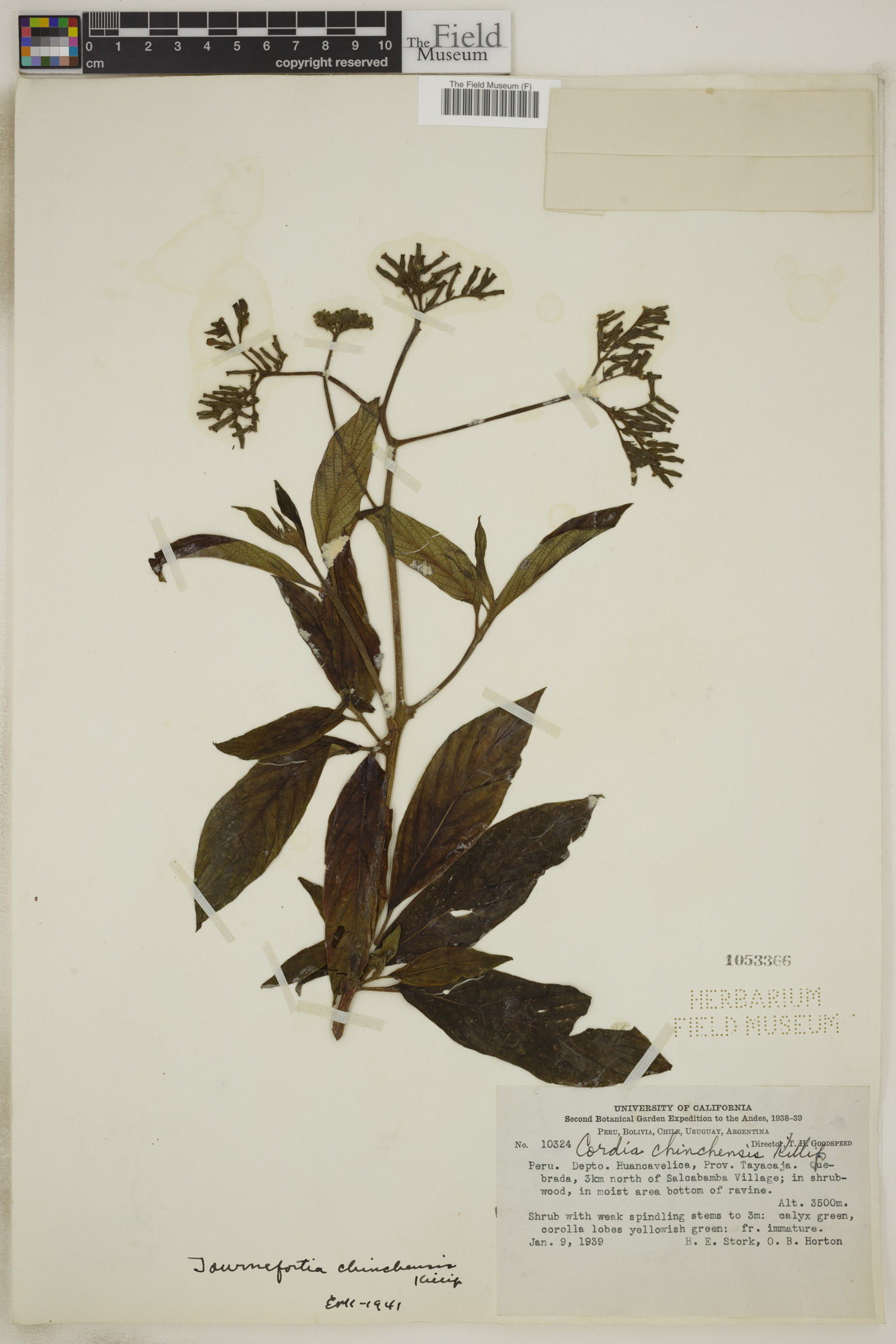 Tournefortia chinchensis image