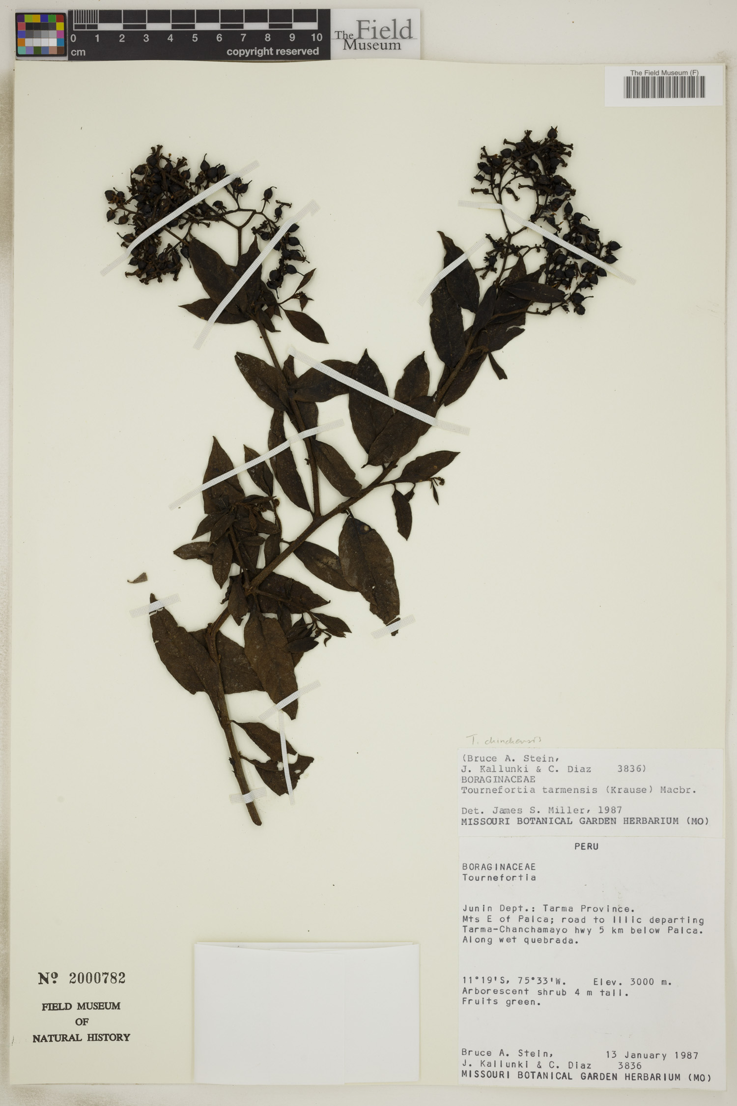 Tournefortia chinchensis image