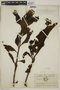 Tournefortia longifolia image