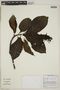 Tournefortia longifolia image