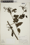 Tournefortia maculata image
