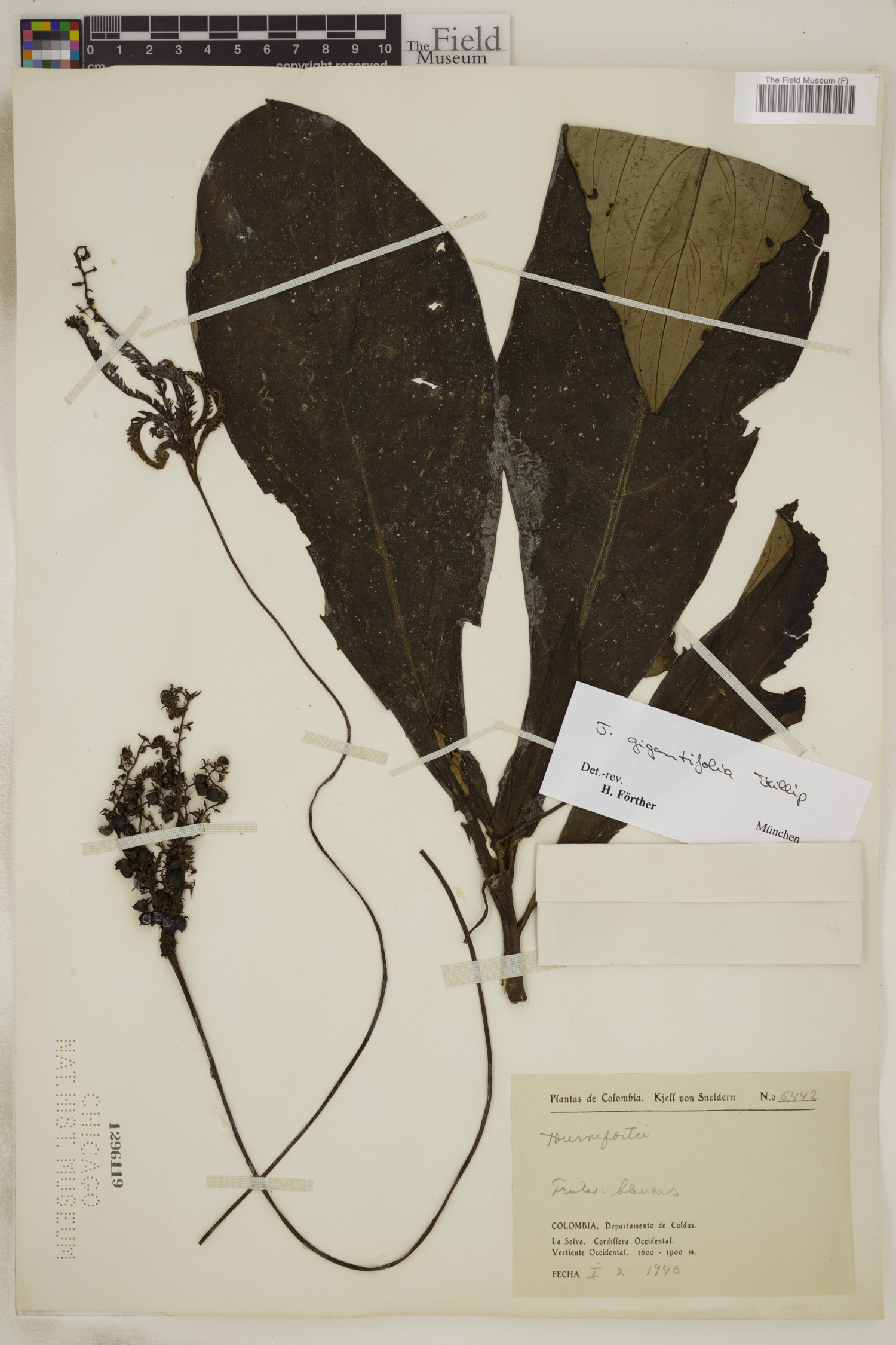 Tournefortia gigantifolia image