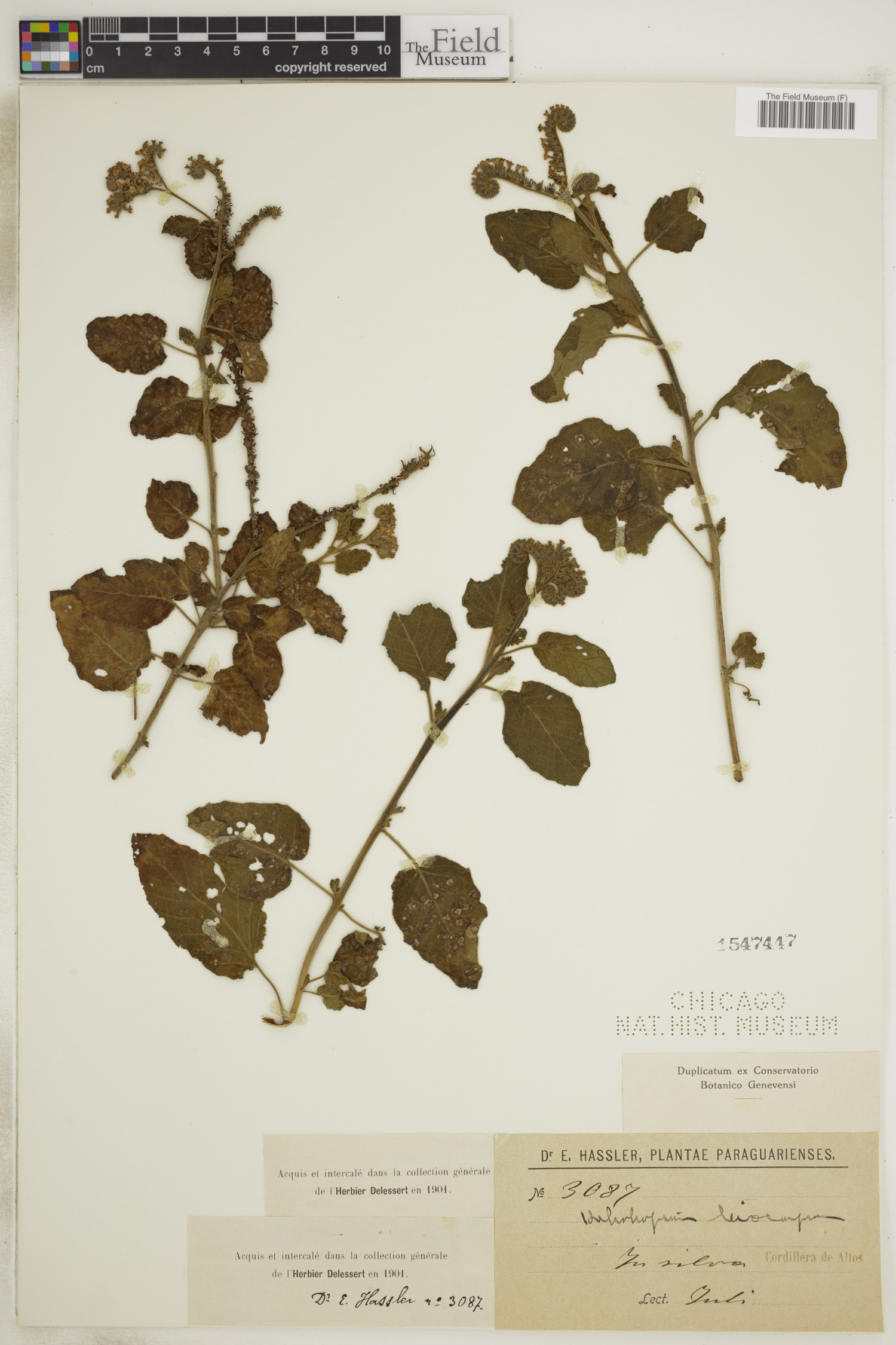 Heliotropium leiocarpum image