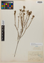 Microlicia doryphylla image