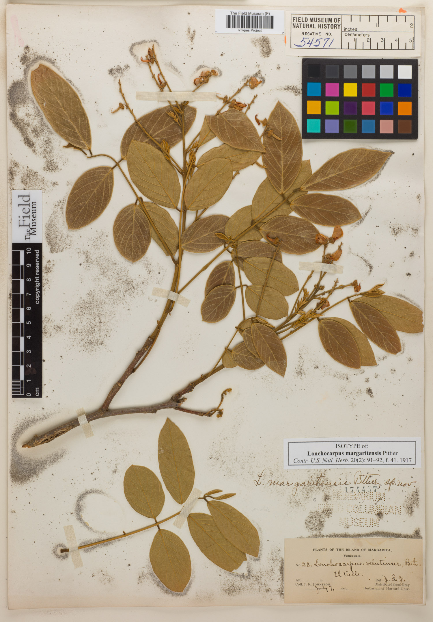Lonchocarpus margaritensis image