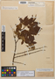 Lonchocarpus spruceanus image