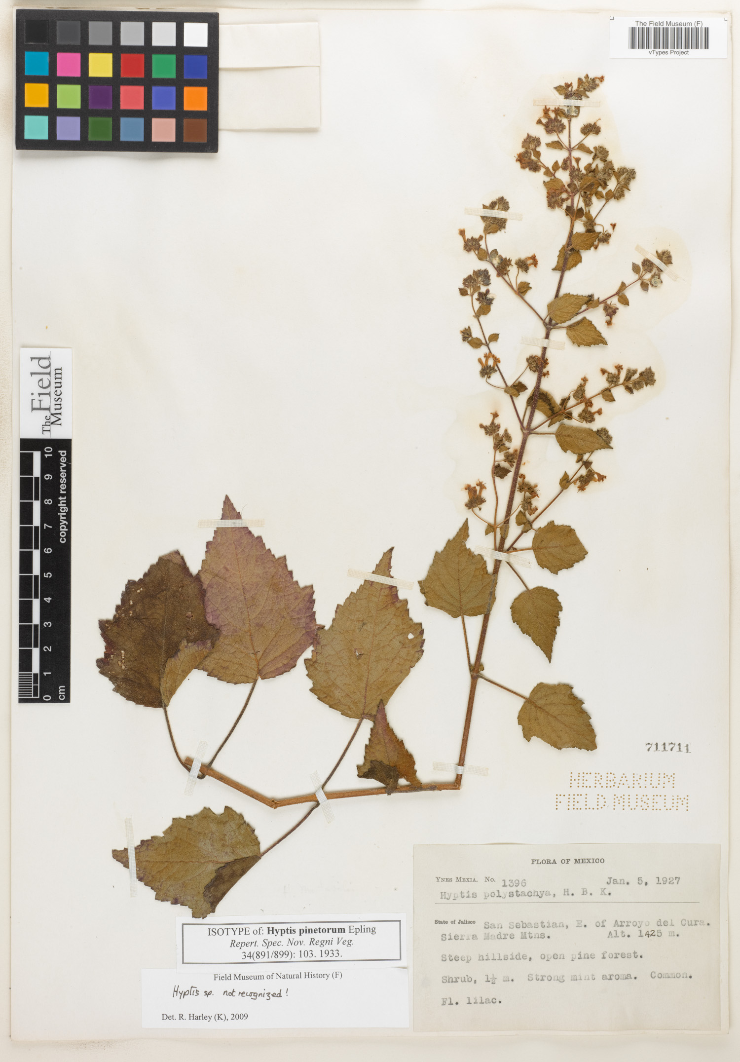 Cantinoa pinetorum image