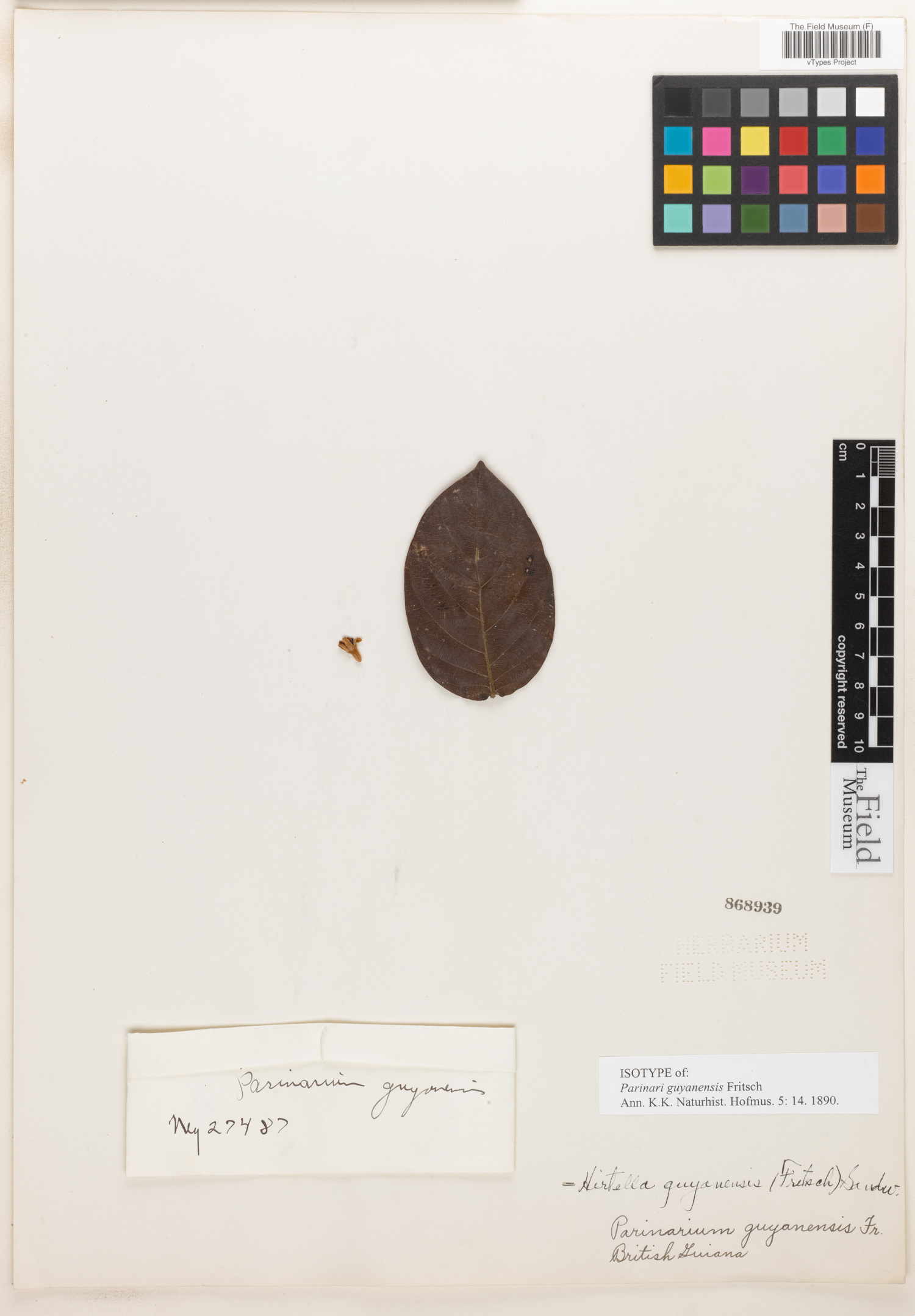 Hirtella guyanensis image