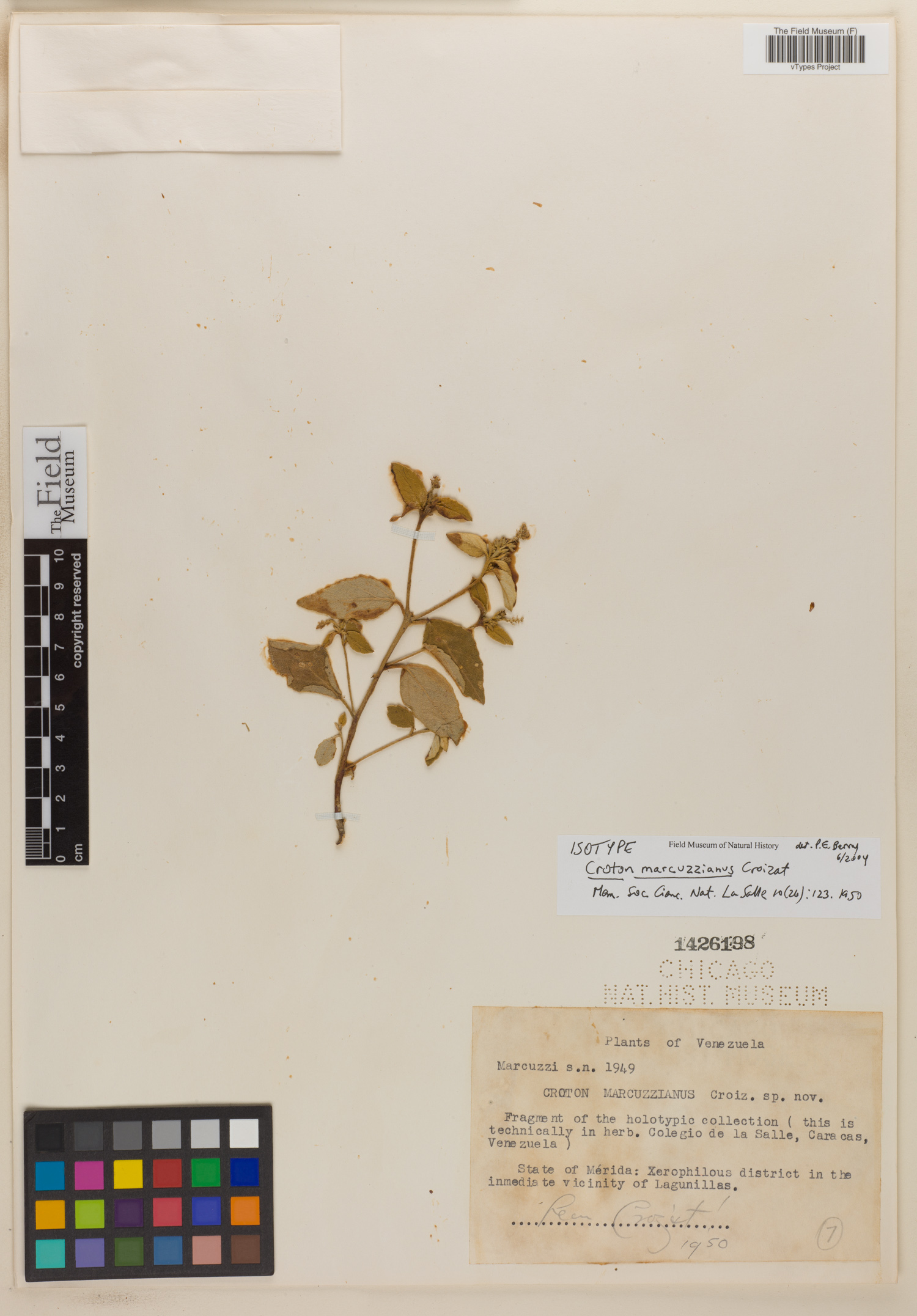 Croton guildingii subsp. tiarensis image