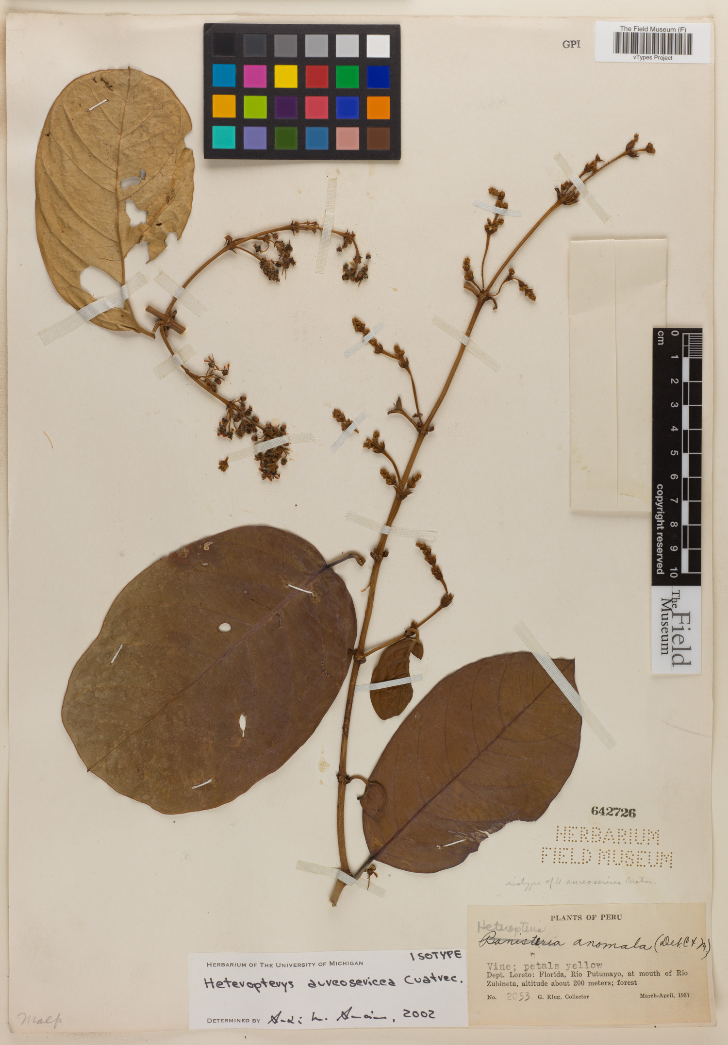 Heteropterys aureosericea image