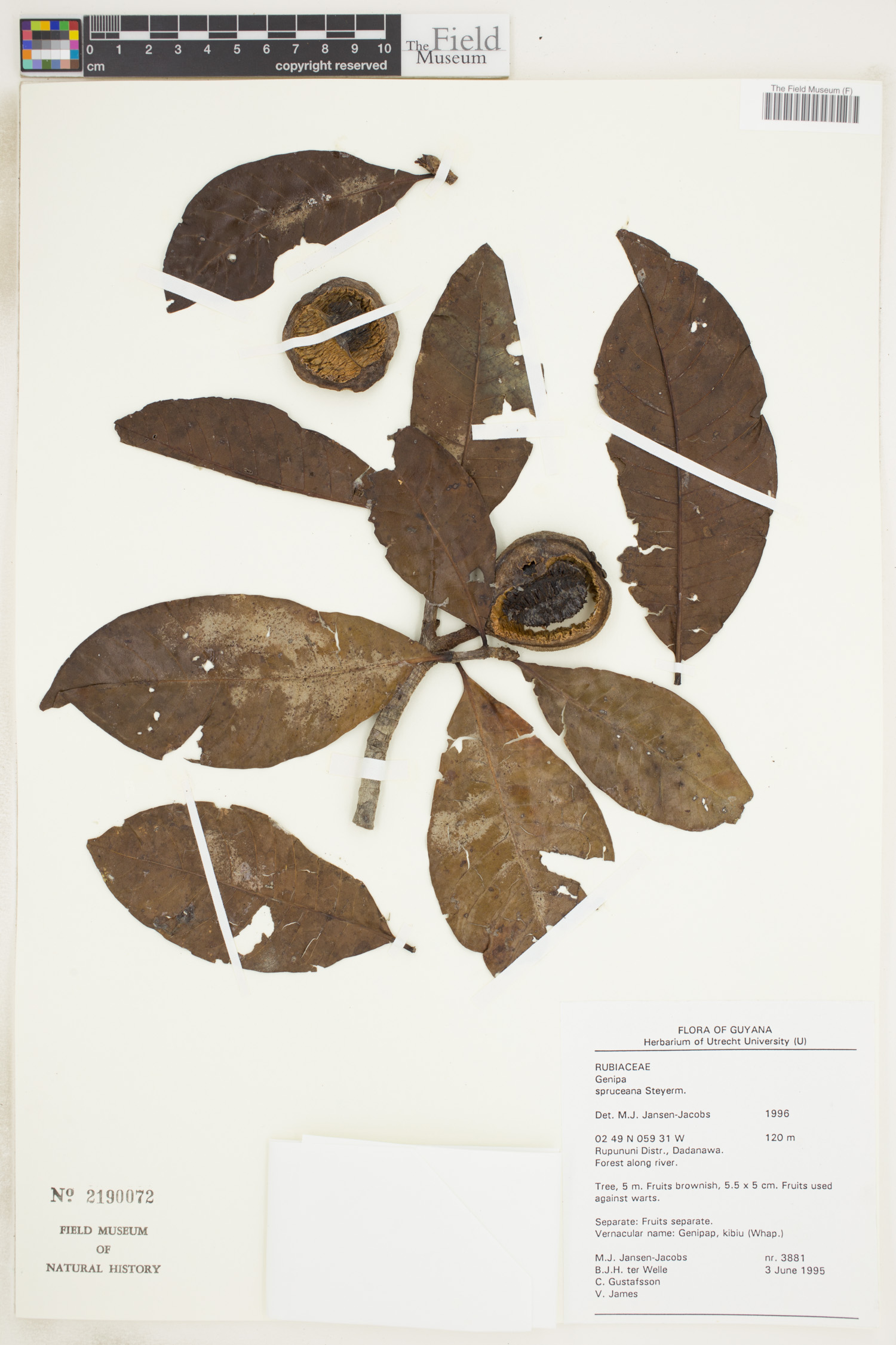 Genipa spruceana image