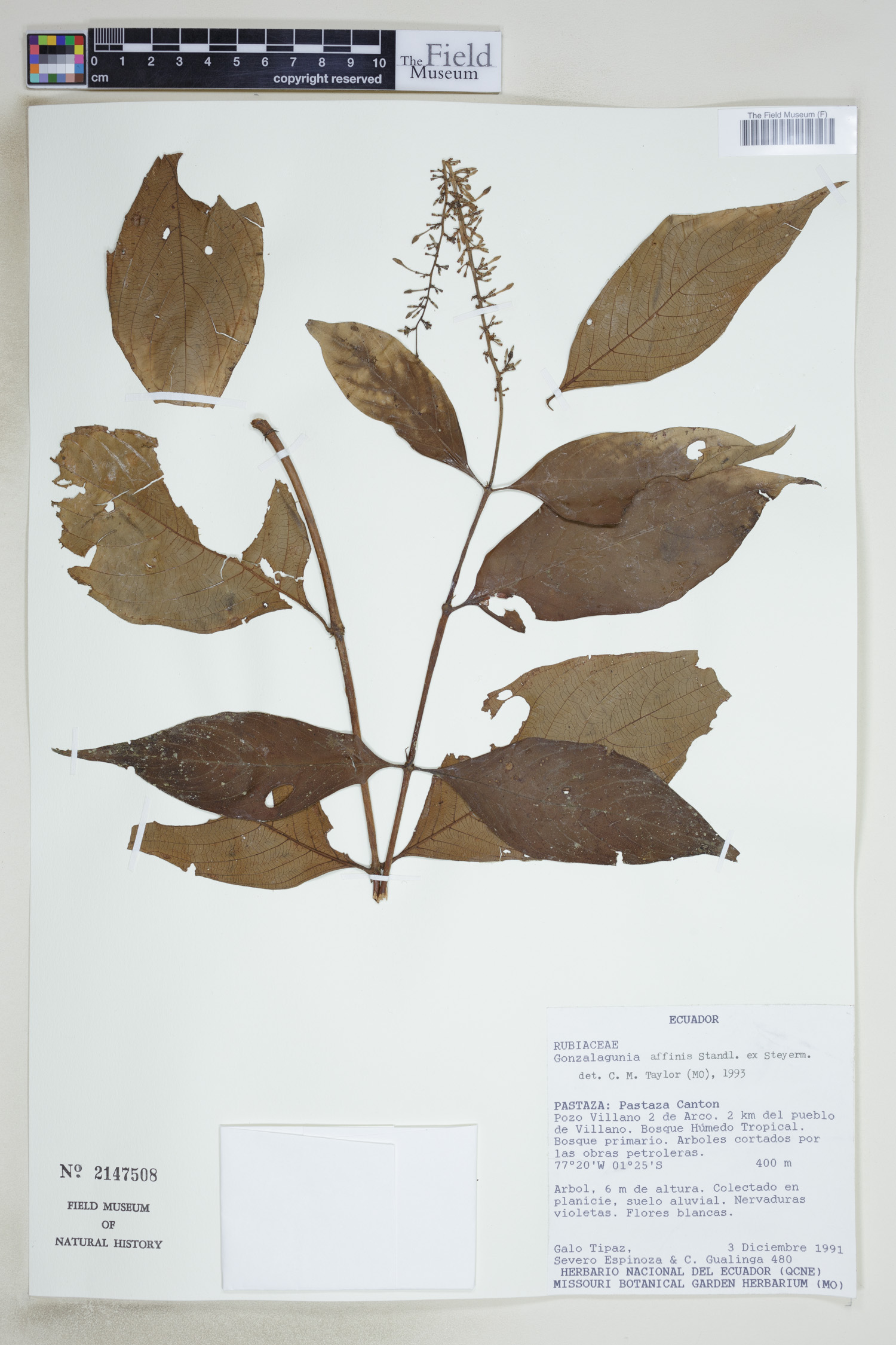 Gonzalagunia affinis image