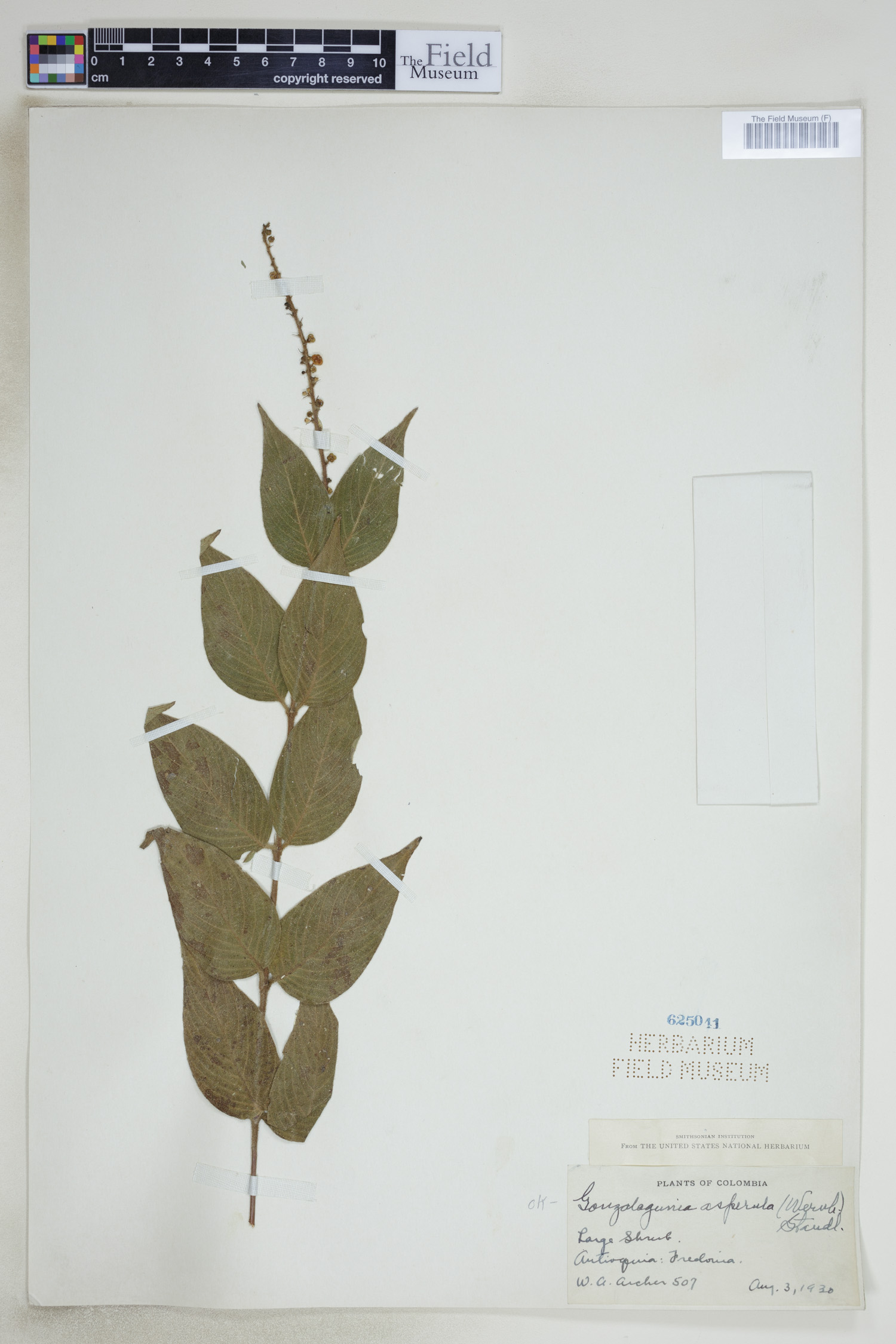 Gonzalagunia asperula image
