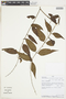 Gonzalagunia cornifolia image