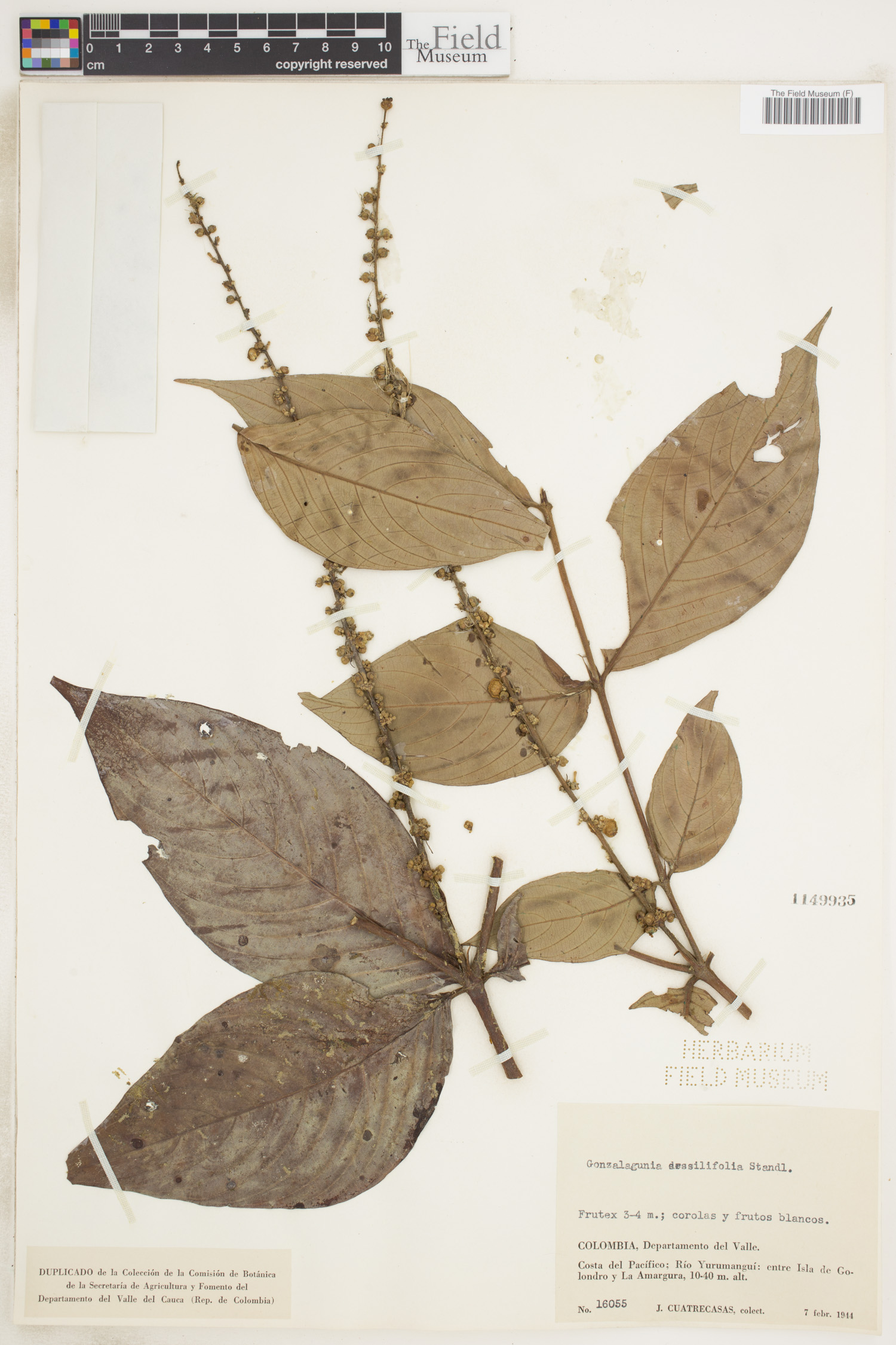 Gonzalagunia sessilifolia image