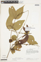 Gonzalagunia sessilifolia image