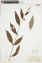 Gonzalagunia spicata image