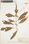 Gonzalagunia spicata image