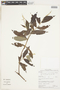 Gonzalagunia surinamensis image