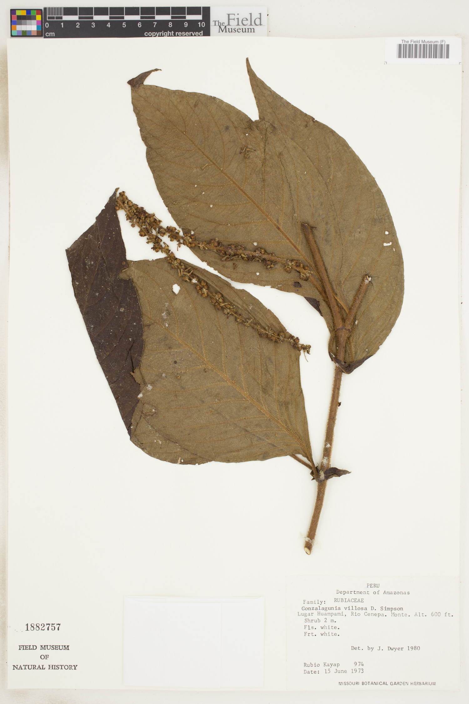 Gonzalagunia villosa image