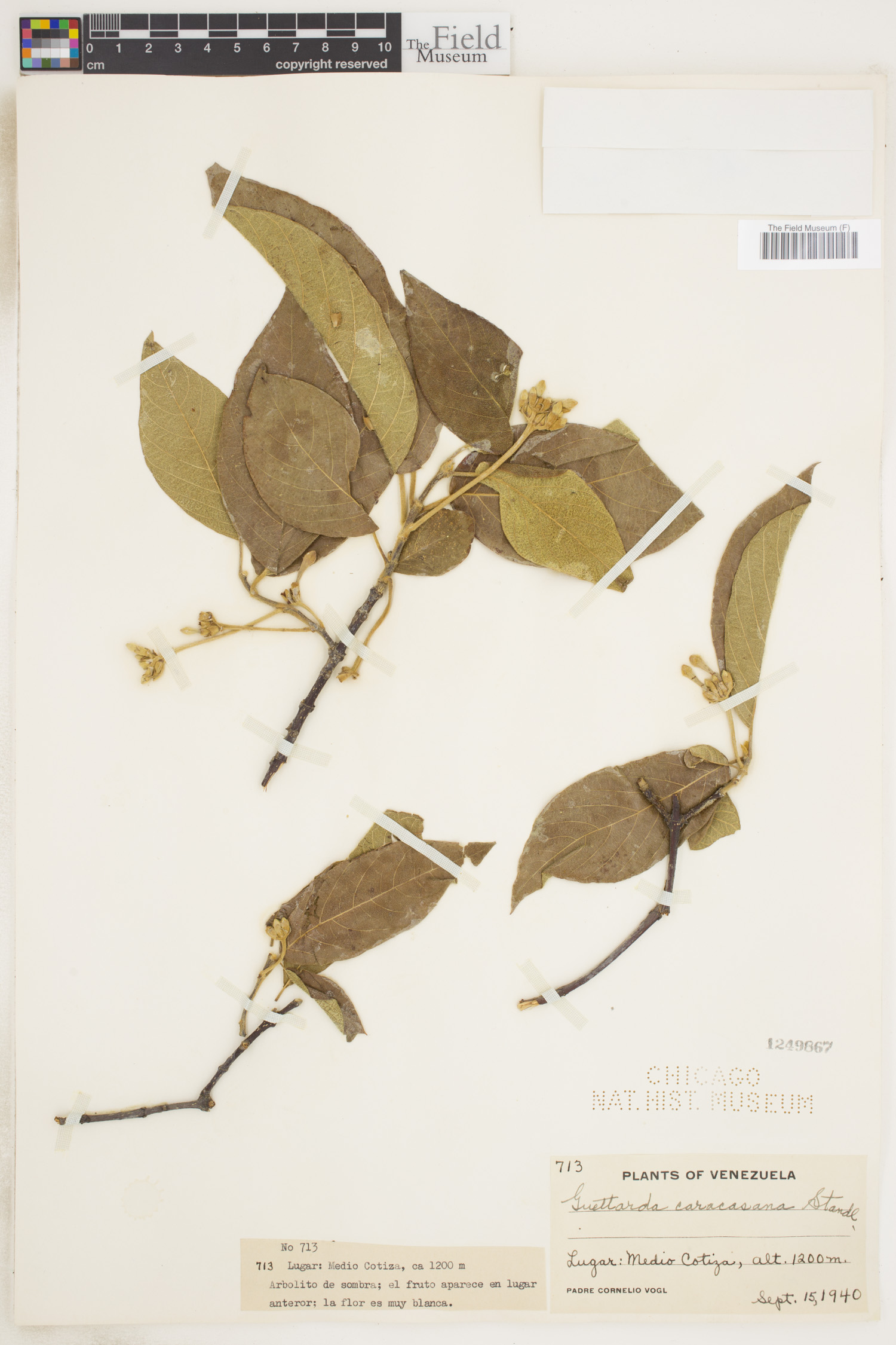 Guettarda roupaliifolia image