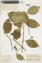 Guettarda roupaliifolia image