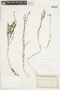 Galium megapotamicum image