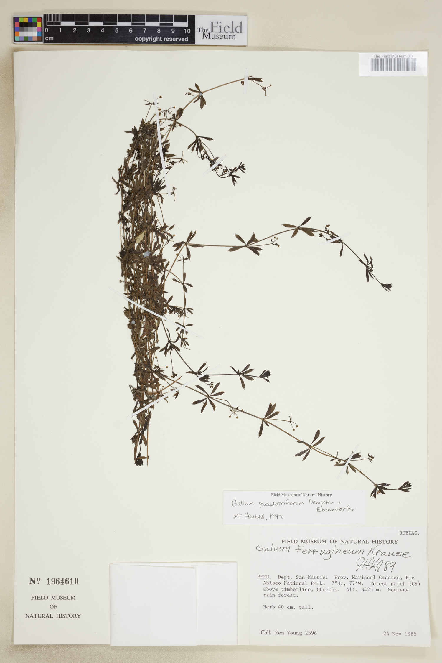 Galium pseudotriflorum image