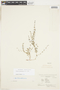 Galium richardianum image