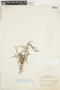 Galium richardianum image