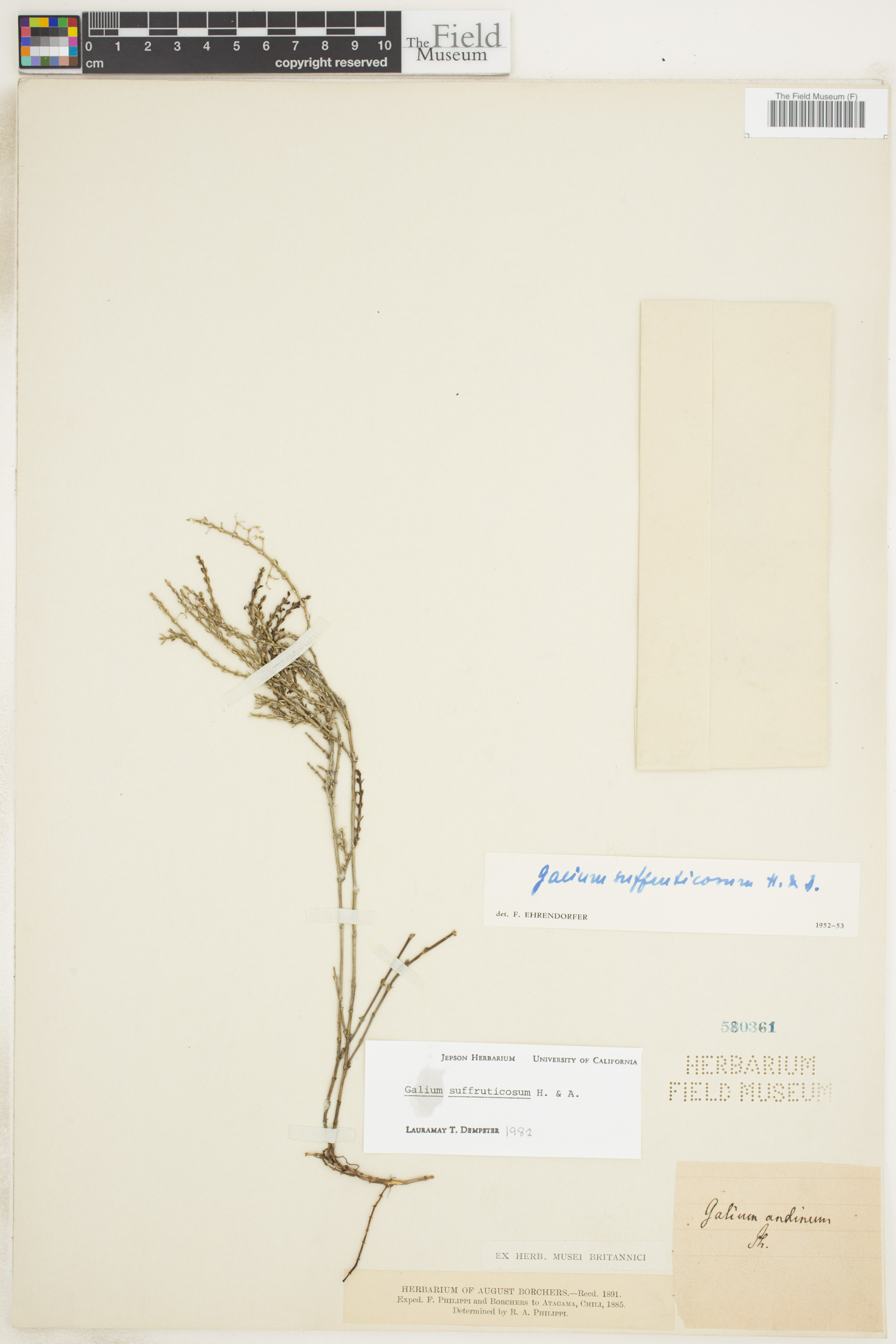 Galium suffruticosum image