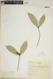 Faramea tenuiflora image